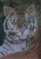 /album/ceruzarajzok-grafit-szen-szines-/tigris-jpg/