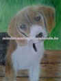 /album/ceruzarajzok-grafit-szen-szines-/beaglekolyok1-jpg/